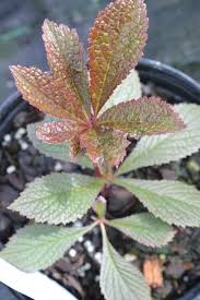 Image result for Rodgersia chocolate wings