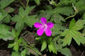 Attēlu rezultāti vaicājumam “Geranium palustre flower”