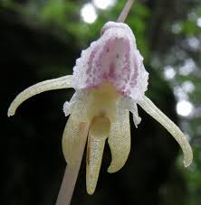 Attēlu rezultāti vaicājumam “Epipogium aphyllum”