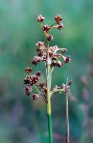 Attēlu rezultāti vaicājumam “Juncus articulatus”