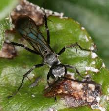 Attēlu rezultāti vaicājumam “Anoplius viaticus”