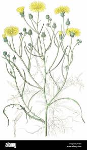 Attēlu rezultāti vaicājumam “Crepis tectorum fruit”