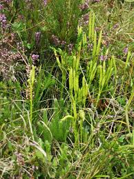 Attēlu rezultāti vaicājumam “Lycopodium dubium”