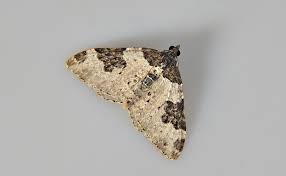 Attēlu rezultāti vaicājumam “Xanthorhoe fluctuata”