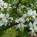Attēlu rezultāti vaicājumam “Exochorda giraldii var. wilsonii”