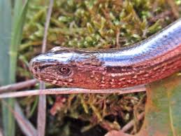 Attēlu rezultāti vaicājumam “Anguis fragilis adult”