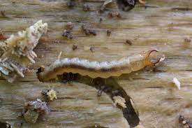 Attēlu rezultāti vaicājumam “Schizotus pectinicornis larva”