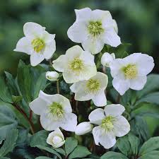 Attēlu rezultāti vaicājumam “Helleborus niger”