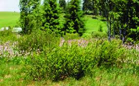 Attēlu rezultāti vaicājumam “Betula humilis”