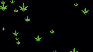 Resultado de imagen para la marihuana channel