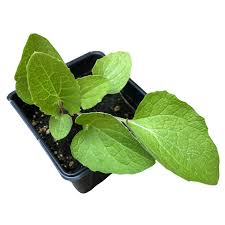 Attēlu rezultāti vaicājumam “Arctium lappa leaf”