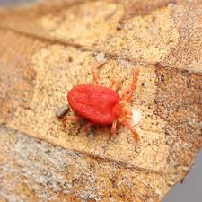 Attēlu rezultāti vaicājumam “Trombidiidae”