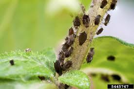 Attēlu rezultāti vaicājumam “Aphididae”