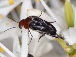 Attēlu rezultāti vaicājumam “Mordella sp.”