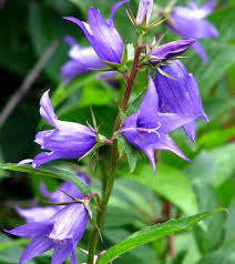 Attēlu rezultāti vaicājumam “Campanula latifolia flower”