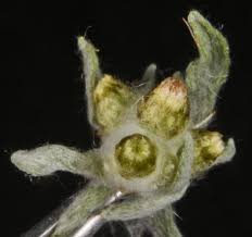 Attēlu rezultāti vaicājumam “Gnaphalium sylvaticum bud”