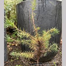 Attēlu rezultāti vaicājumam “Larix kaempferi”