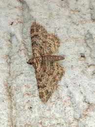 Attēlu rezultāti vaicājumam “Gymnoscelis rufifasciata”