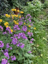 Attēlu rezultāti vaicājumam “Cenolophium denudatum leaf”