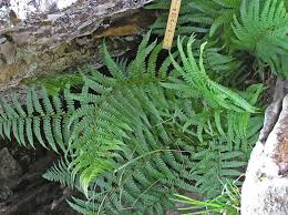 Attēlu rezultāti vaicājumam “Dryopteris filix-mas”