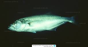 Image result for Pomatomus saltatrix