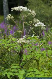Image result for Angelica silvestris