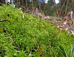 Attēlu rezultāti vaicājumam “Atrichum flavisetum sporophyte”