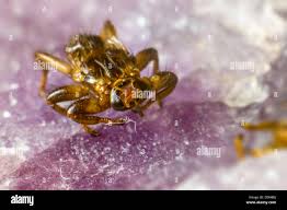 Attēlu rezultāti vaicājumam “Lipoptena cervi”