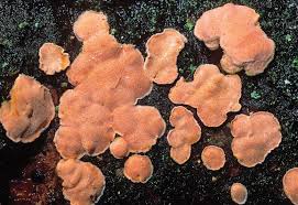 Attēlu rezultāti vaicājumam “Aleurodiscus amorphus”