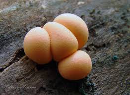 Attēlu rezultāti vaicājumam “Lycogala exiguum aggr. macro”