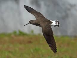 Attēlu rezultāti vaicājumam “Tringa ochropus”