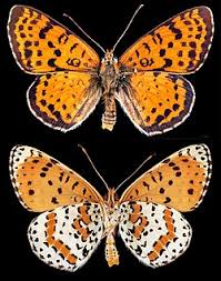 Attēlu rezultāti vaicājumam “Melitaea didyma male”