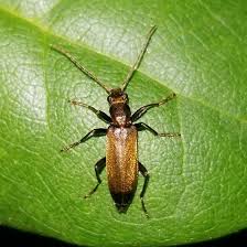 Attēlu rezultāti vaicājumam “Tetropium fuscum”