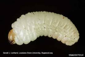 Attēlu rezultāti vaicājumam “Shargacucullia scrophulariae larva”