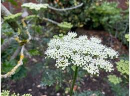 Attēlu rezultāti vaicājumam “Cenolophium denudatum”