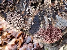 Attēlu rezultāti vaicājumam “Comatricha sp.”