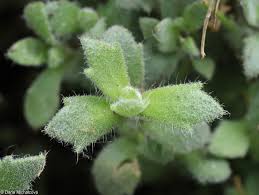 Attēlu rezultāti vaicājumam “Aubrieta deltoidea”