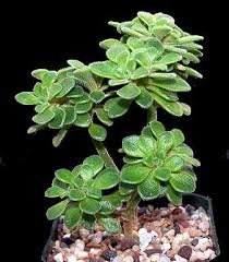 Image result for Aichryson