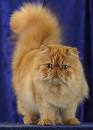 Cat n Kitten  Persian Cat Breed