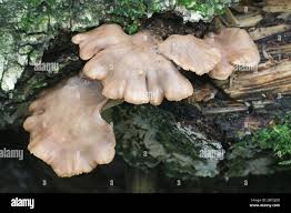 Attēlu rezultāti vaicājumam “Lentinellus ursinus”