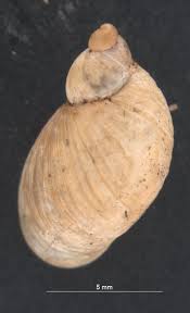 Attēlu rezultāti vaicājumam “Succinea”