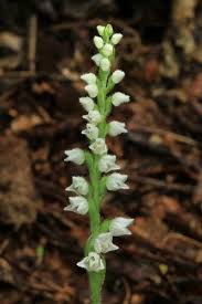 Attēlu rezultāti vaicājumam “Goodyera repens bud”