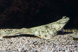 Image result for Hippoglossoides platessoides