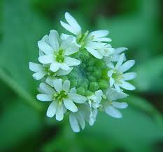 Attēlu rezultāti vaicājumam “Berteroa incana”