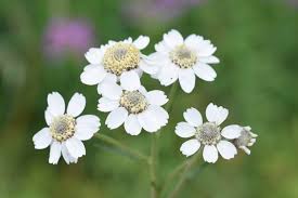 Attēlu rezultāti vaicājumam “Achillea ptarmica flower”