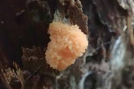 Attēlu rezultāti vaicājumam “Tubifera applanata”