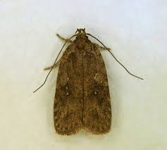 Attēlu rezultāti vaicājumam “Agonopterix ciliella”