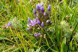 Attēlu rezultāti vaicājumam “Gentianella amarella”