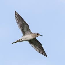 Attēlu rezultāti vaicājumam “Tringa glareola adult”