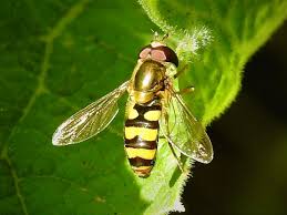 Attēlu rezultāti vaicājumam “Syrphus sp.”